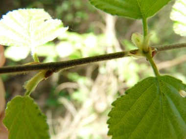 Jeunes rameaux non verruqueux mais pubescents et pour lesquels l'extrémité des branches n'est pas pendante. Agrandir dans une nouvelle fenêtre (ou onglet)