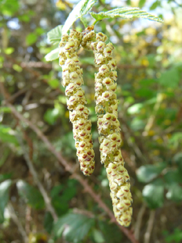 Fleurs mâles en forme de longs (7-10 cm) chatons sessiles et pendants, les femelles, plus petites (2-4 cm) étant d'abord dressés puis pendants. Agrandir dans une nouvelle fenêtre (ou onglet)