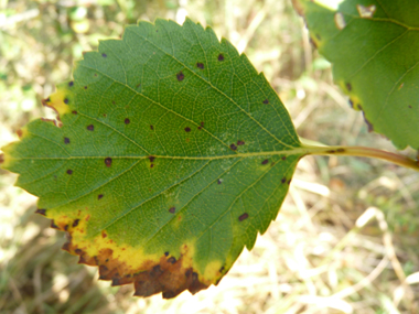 Feuille de forme losangique (donc ayant sa plus grande largeur plutôt vers le milieu) et généralement simplement dentées. Long de 1-2 cm, le pétiole est plus court que chez le bouleau verruqueux. Agrandir dans une nouvelle fenêtre (ou onglet)