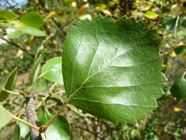 Feuille de forme losangique (donc ayant sa plus grande largeur plutôt vers le milieu) et généralement simplement dentées. Long de 1-2 cm, le pétiole est plus court que chez le bouleau verruqueux. Agrandir dans une nouvelle fenêtre (ou onglet)