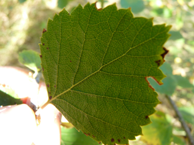 Verso de la feuille. Agrandir dans une nouvelle fenêtre (ou onglet)