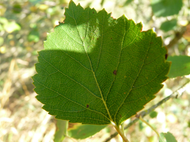 Feuille de forme losangique (donc ayant sa plus grande largeur plutôt vers le milieu) et généralement simplement dentées. Long de 1-2 cm, le pétiole est plus court que chez le bouleau verruqueux. Agrandir dans une nouvelle fenêtre (ou onglet)