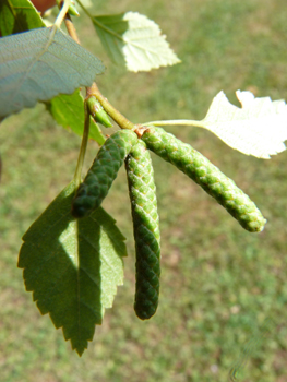 Fleurs mâles en forme de longs (7-10 cm) chatons sessiles et pendants, les femelles, plus petites (2-4 cm) étant d'abord dressés puis pendants. Agrandir dans une nouvelle fenêtre (ou onglet)