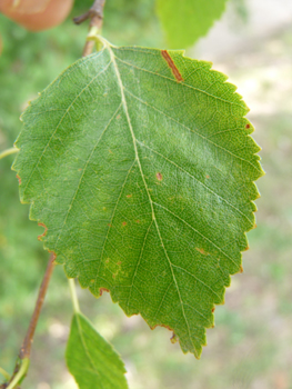 Feuille de forme losangique (donc ayant sa plus grande largeur plutôt vers le milieu) et généralement simplement dentées. Long de 1-2 cm, le pétiole est plus court que chez le bouleau verruqueux. Agrandir dans une nouvelle fenêtre (ou onglet)