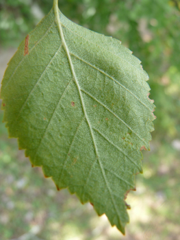 Verso de la feuille. Agrandir dans une nouvelle fenêtre (ou onglet)