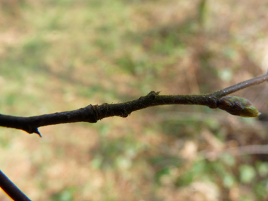 Jeunes rameaux non verruqueux mais pubescents et pour lesquels l'extrémité des branches n'est pas pendante. Agrandir dans une nouvelle fenêtre (ou onglet)