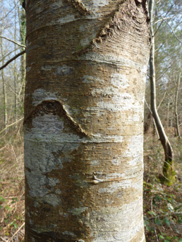 Écorce fréquemment brun gris, très souvent lisse. Agrandir dans une nouvelle fenêtre (ou onglet)