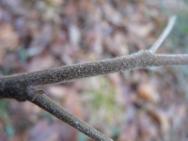 Jeunes rameaux non verruqueux mais pubescents et pour lesquels l'extrémité des branches n'est pas pendante. Agrandir dans une nouvelle fenêtre (ou onglet)