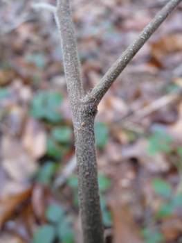 Jeunes rameaux non verruqueux mais pubescents et pour lesquels l'extrémité des branches n'est pas pendante. Agrandir dans une nouvelle fenêtre (ou onglet)