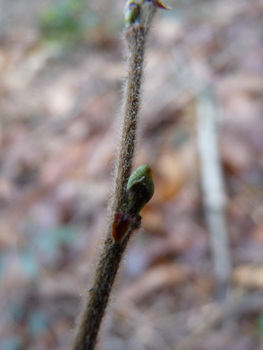 Jeunes rameaux non verruqueux mais pubescents et pour lesquels l'extrémité des branches n'est pas pendante. Agrandir dans une nouvelle fenêtre (ou onglet)