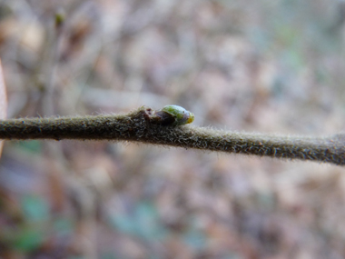 Jeunes rameaux non verruqueux mais pubescents et pour lesquels l'extrémité des branches n'est pas pendante. Agrandir dans une nouvelle fenêtre (ou onglet)