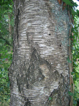 Écorce fréquemment brun gris, très souvent lisse. Agrandir dans une nouvelle fenêtre (ou onglet)