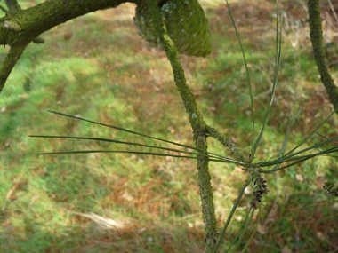 Aiguilles longues (10 à 15 cm), fines, d'un vert franc et groupées par 3. Agrandir dans une nouvelle fenêtre (ou onglet)