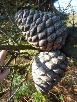 Cônes longs de 7 à 15 cm, dissymétriques et toujours accrochés au rameau. Agrandir dans une nouvelle fenêtre (ou onglet)