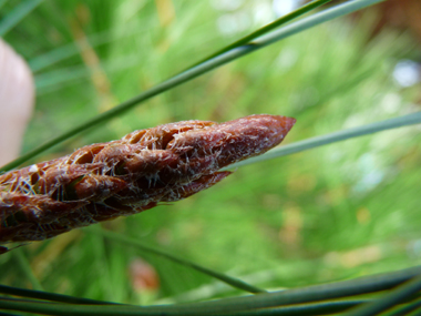 Bourgeons bruns à gris violacé résineux. Agrandir dans une nouvelle fenêtre (ou onglet)