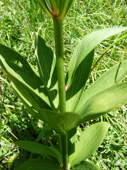 Feuilles systématiquement caulinaires, les supérieures étant alternes tandis que les inférieures sont verticilées par 4 à 10. Agrandir dans une nouvelle fenêtre (ou onglet)