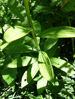 Feuilles systématiquement caulinaires, les supérieures étant alternes tandis que les inférieures sont verticilées par 4 à 10. Agrandir dans une nouvelle fenêtre (ou onglet)