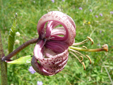 Fleurs rose à violet de 2-3 cm de diamètre, regroupées en grappes. Agrandir dans une nouvelle fenêtre (ou onglet)