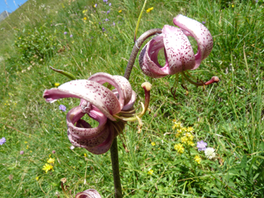 Fleurs rose à violet de 2-3 cm de diamètre, regroupées en grappes. Agrandir dans une nouvelle fenêtre (ou onglet)