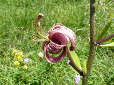 Fleurs rose à violet de 2-3 cm de diamètre, regroupées en grappes. Agrandir dans une nouvelle fenêtre (ou onglet)