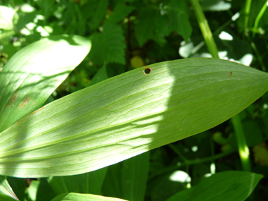 Verso des feuilles. Agrandir dans une nouvelle fenêtre (ou onglet)