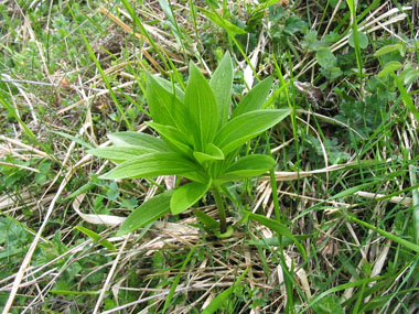 Feuilles systématiquement caulinaires, les supérieures étant alternes tandis que les inférieures sont verticilées par 4 à 10. Agrandir dans une nouvelle fenêtre (ou onglet)