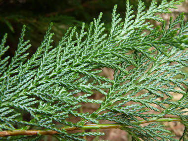 Face inférieure des feuilles alternant le vert et le blanc. Agrandir dans une nouvelle fenêtre (ou onglet)