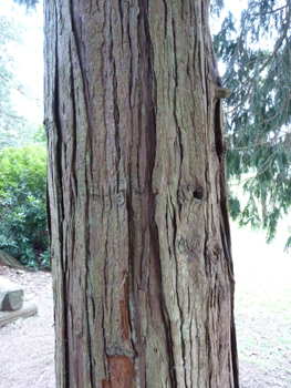 Écorce brune assez brillante se fissurant en long. Agrandir dans une nouvelle fenêtre (ou onglet)