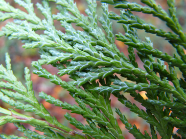 Face inférieure des feuilles alternant le vert et le blanc. Agrandir dans une nouvelle fenêtre (ou onglet)