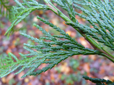 Feuilles composées d'écailles appliquées. Agrandir dans une nouvelle fenêtre (ou onglet)