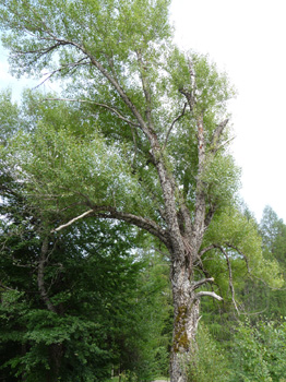 Agrandir dans une nouvelle fenêtre (ou onglet)