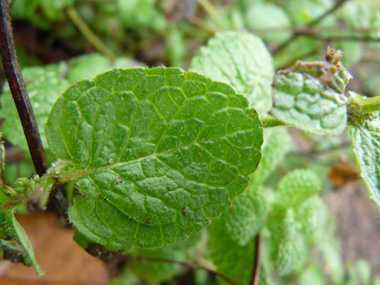 Feuilles sessiles, opposées décussées. Gaufrées, elles sont également cordées à la base. Agrandir dans une nouvelle fenêtre (ou onglet)