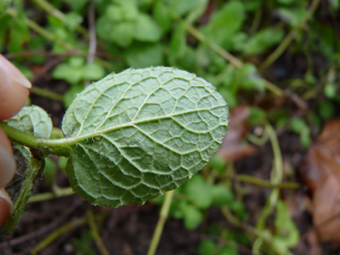 Face inférieure de la feuille. Agrandir dans une nouvelle fenêtre (ou onglet)