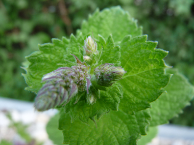 Fleurs blanches tirant vers le rose, formant un épi à l'extrémité des tiges. Agrandir dans une nouvelle fenêtre (ou onglet)