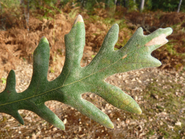 Grandes (allant jusqu'à 20 cm) feuilles alternes très découpées, pétiolées et très pubescentes sur les 2 côtés; elles sont marcessentes. Agrandir dans une nouvelle fenêtre ou onglet)