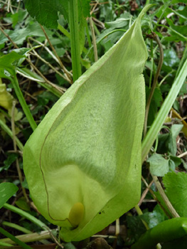 Fleur formant une grande spathe blanchâtre dotée d'une massue jaune clair. Agrandir dans une nouvelle fenêtre (ou onglet)