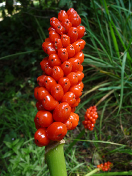 Fruits mûrs. Agrandir dans une nouvelle fenêtre (ou onglet)