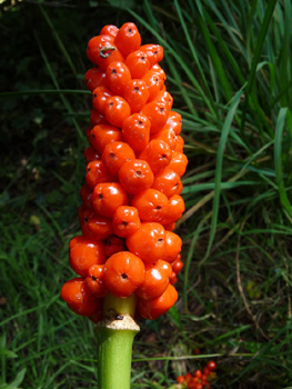 Fruits mûrs. Agrandir dans une nouvelle fenêtre (ou onglet)