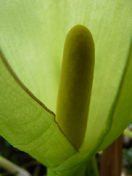 Fleur formant une grande spathe blanchâtre dotée d'une massue jaune clair. Agrandir dans une nouvelle fenêtre (ou onglet)