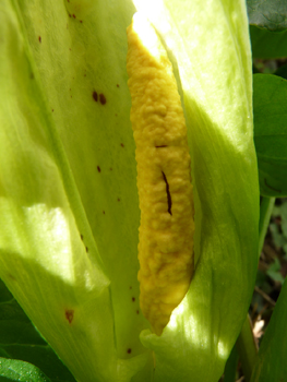 Fleur formant une grande spathe blanchâtre dotée d'une massue jaune clair. Agrandir dans une nouvelle fenêtre (ou onglet)