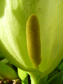 Fleur formant une grande spathe blanchâtre dotée d'une massue jaune clair. Agrandir dans une nouvelle fenêtre (ou onglet)