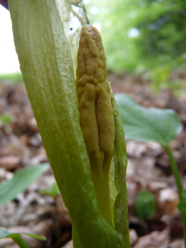 Fleur formant une grande spathe blanchâtre dotée d'une massue jaune clair. Agrandir dans une nouvelle fenêtre (ou onglet)