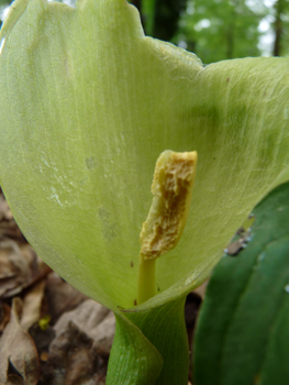 Fleur formant une grande spathe blanchâtre dotée d'une massue jaune clair. Agrandir dans une nouvelle fenêtre (ou onglet)