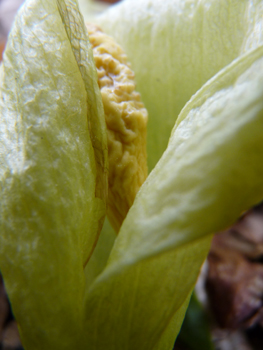 Fleur formant une grande spathe blanchâtre dotée d'une massue jaune clair. Agrandir dans une nouvelle fenêtre (ou onglet)