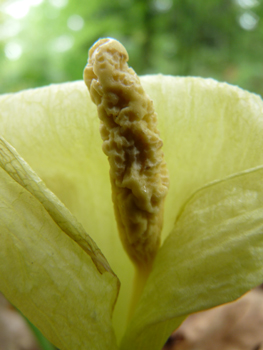 Fleur formant une grande spathe blanchâtre dotée d'une massue jaune clair. Agrandir dans une nouvelle fenêtre (ou onglet)