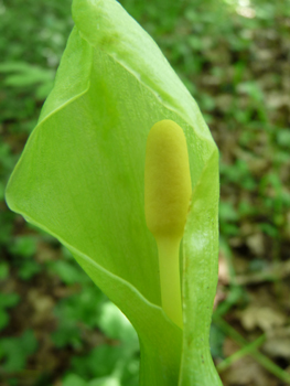 Fleur formant une grande spathe blanchâtre dotée d'une massue jaune clair. Agrandir dans une nouvelle fenêtre (ou onglet)