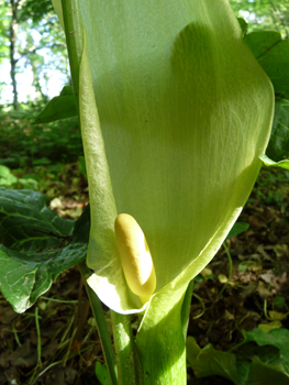 Fleur formant une grande spathe blanchâtre dotée d'une massue jaune clair. Agrandir dans une nouvelle fenêtre (ou onglet)