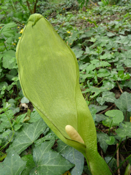 Fleur formant une grande spathe blanchâtre dotée d'une massue jaune clair. Agrandir dans une nouvelle fenêtre (ou onglet)