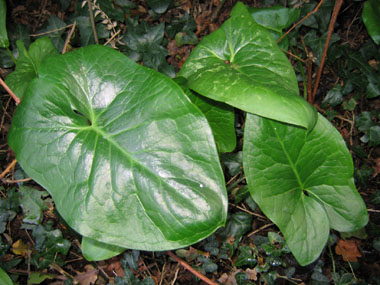 Feuilles entières veinées d'un jaune clair et en forme caractéristique triangulaire, ses oreillettes étant nettement divergentes. Ces feuilles sont dépourvues de taches. Agrandir dans une nouvelle fenêtre (ou onglet)