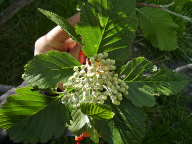 Fruits d'un centimètre de long, rouges à maturité. Agrandir dans une nouvelle fenêtre (ou onglet)